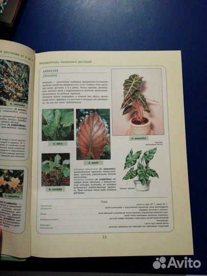 Комнатные растения каталог