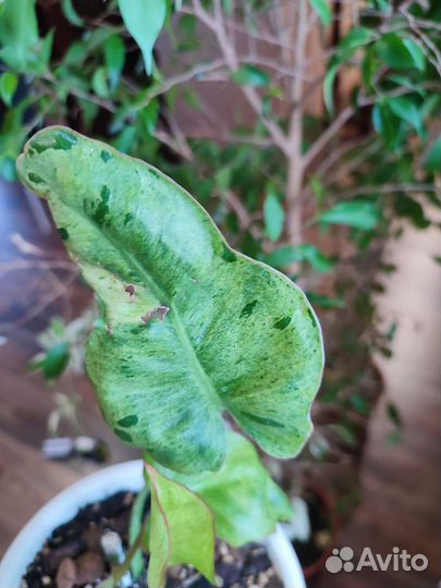 Филодендрон Парайсо Верде