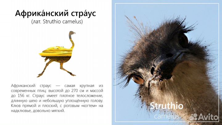 Презентация в PowerPoint, презентации на заказ, пр