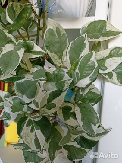 Сциндапсусы, эпипремнумы, хоя триколор