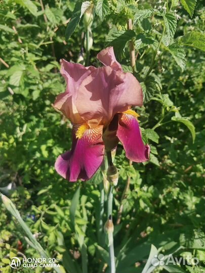 Продам излишки Ирисов