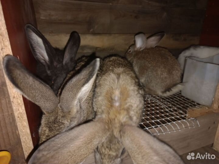 Кролики самки