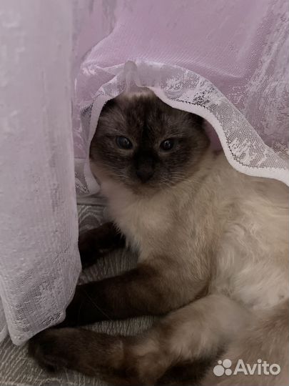 Симуля тайская ласковая кошечка