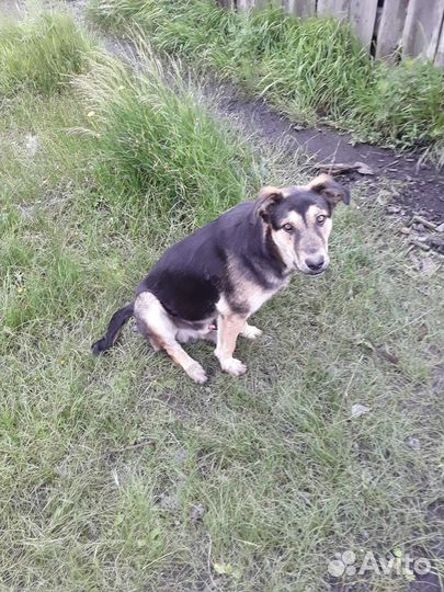 Собаки бесплатно в добрые руки