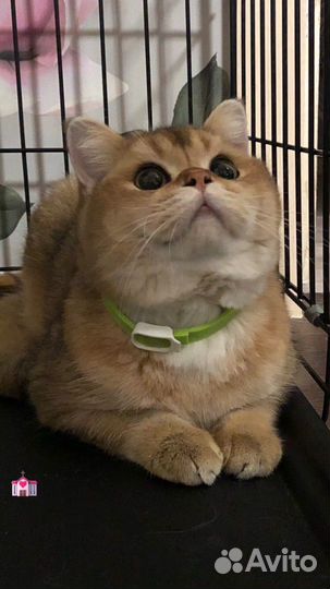 Шотландский кот вязка