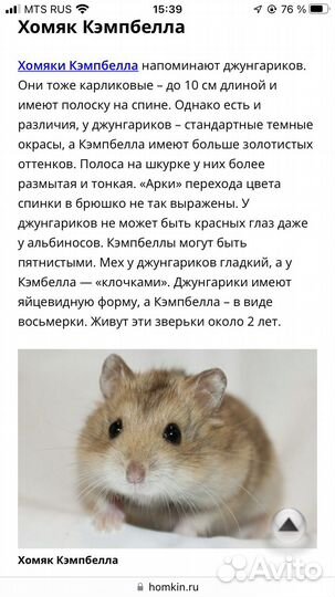 Хомяк Кэмпбелла