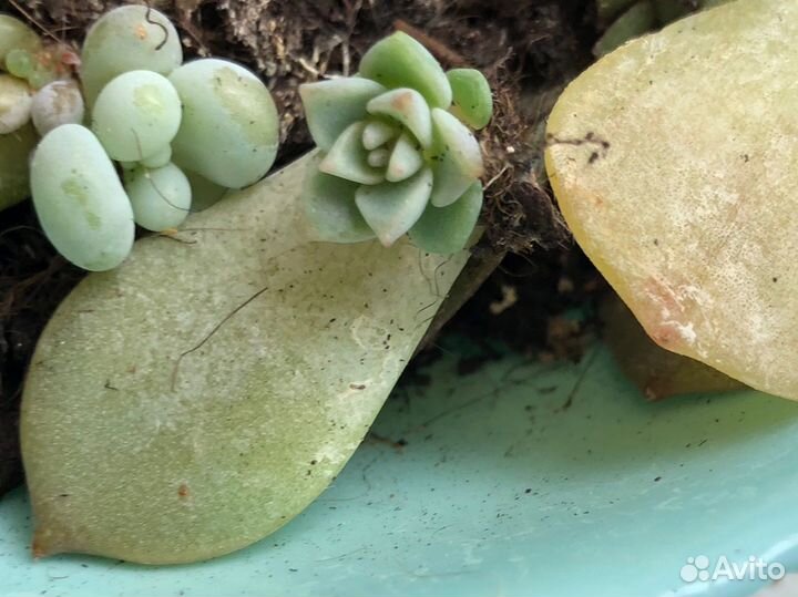 Суккуленты.Граптоверия Титубанс