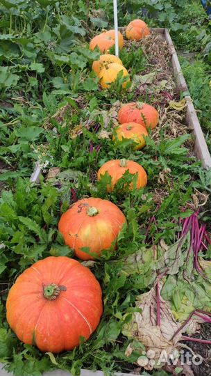 Тыква/ цена за кг