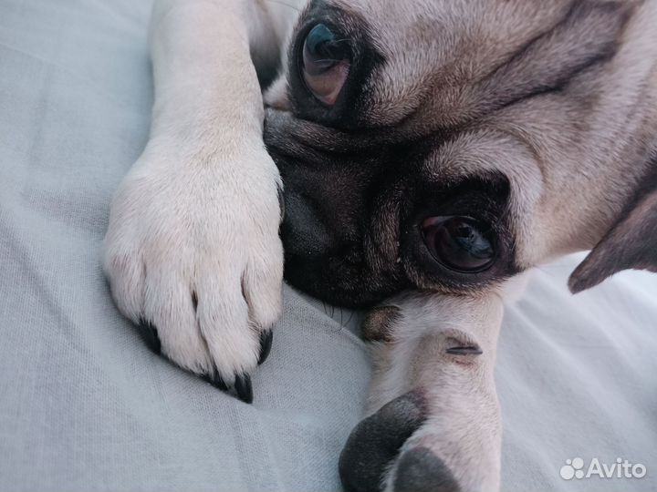 Мопс вязка мальчик