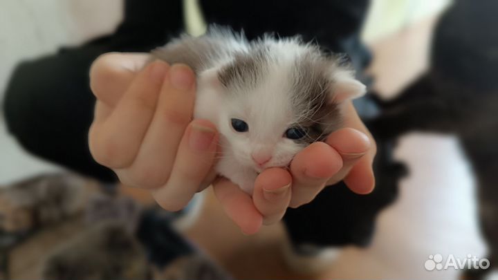 Котята в добрые руки