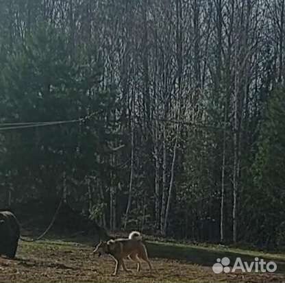 Молодой кобель лзс