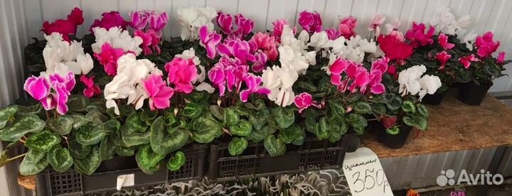 Цветы уличные