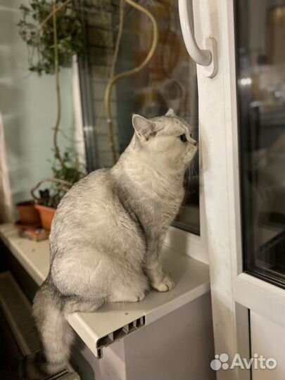 Британская