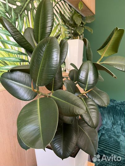 Фикус Эластика Робуста