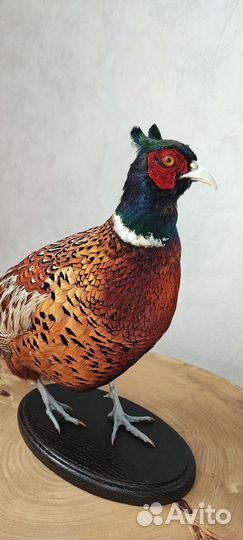 Чучело фазана охотничьего