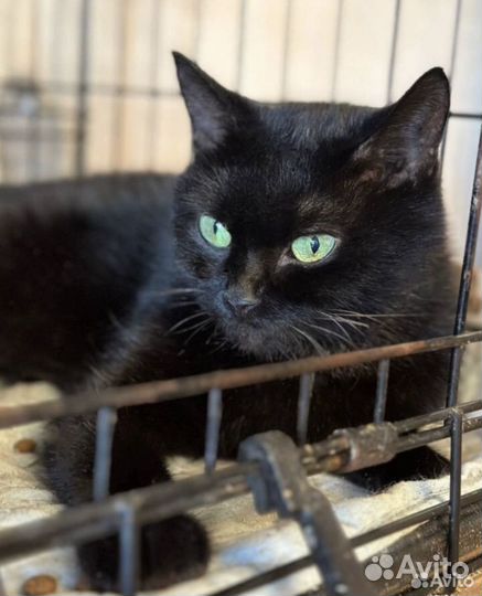 Изумительная кошечка с изумрудными глазами