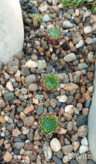 Молодило или каменная роза, садовая