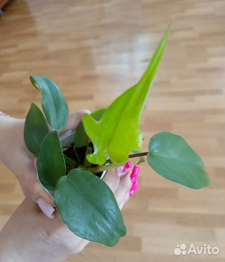 Комнатные цветы