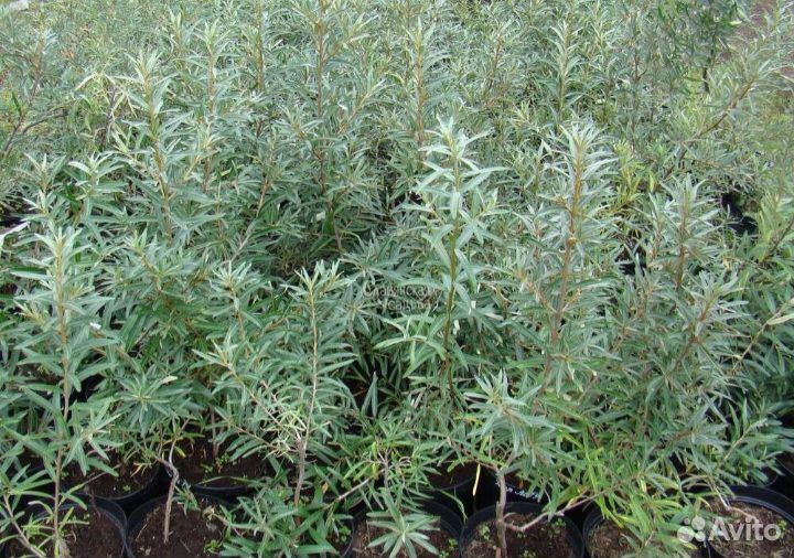 Саженцы облепихи сортовой