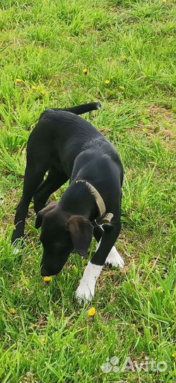 Собака в добрые руки, щенки