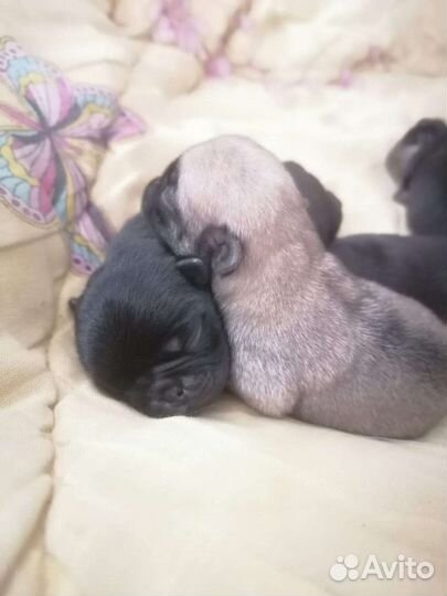 Продаются Щенки мопса