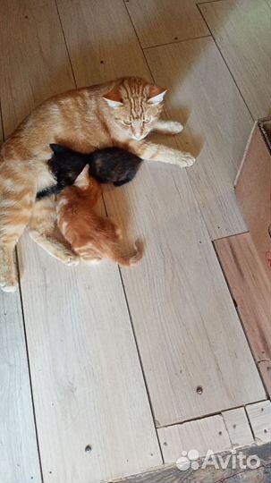 Кошки в добрые руки бесплатно