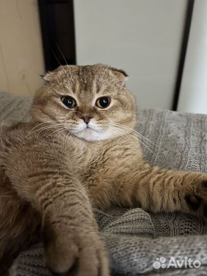 Вязка с шотландским котом