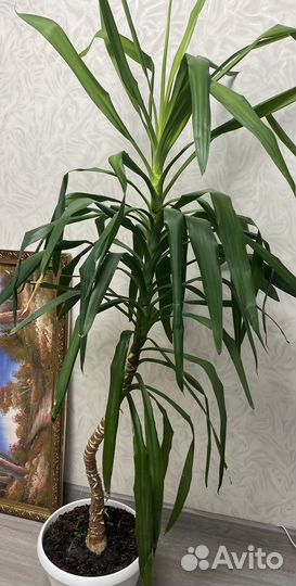 Пальма Юкка