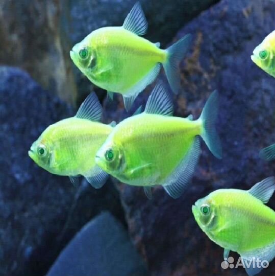 Рыбки тернеция