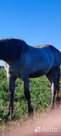 Лошади, отличный мерин