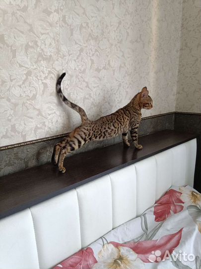 Бенгальский котенок