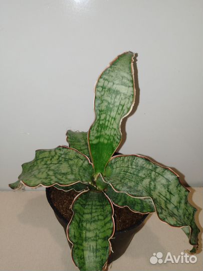 Сансавиярия кирки