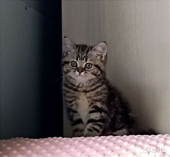 Британские короткошерстные котята