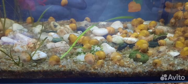 Мальки ампулярии