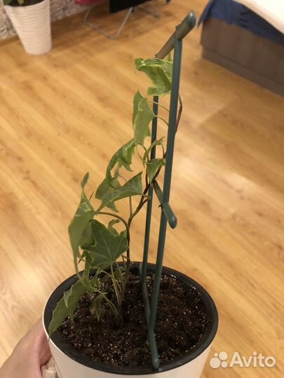 Плющ хедера (фатсхедера)