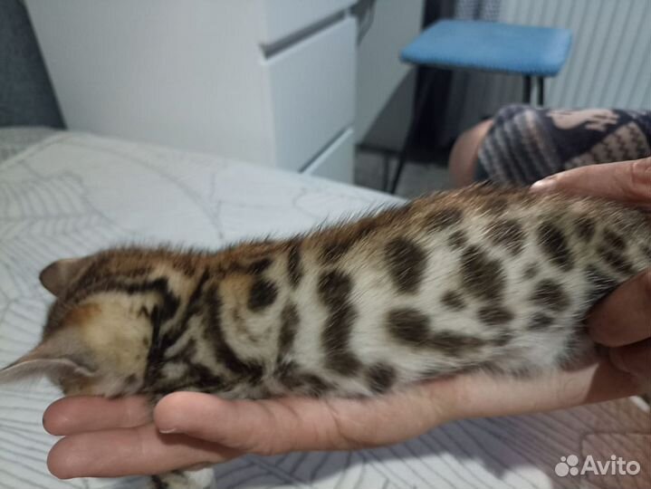 Бенгальский золотые девочки