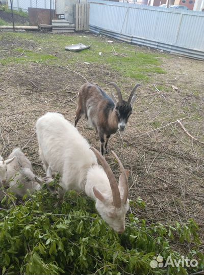 Зааненские козы и Козлята