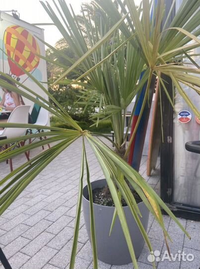 Пальма веерная трахикарпус