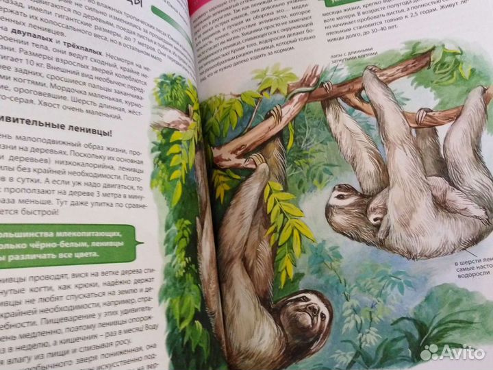 Энциклопедия животных