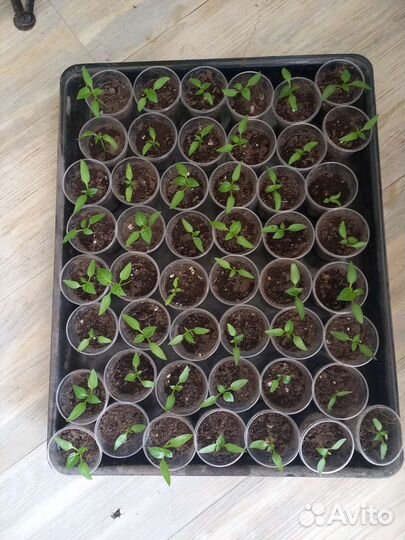 Рассада перца