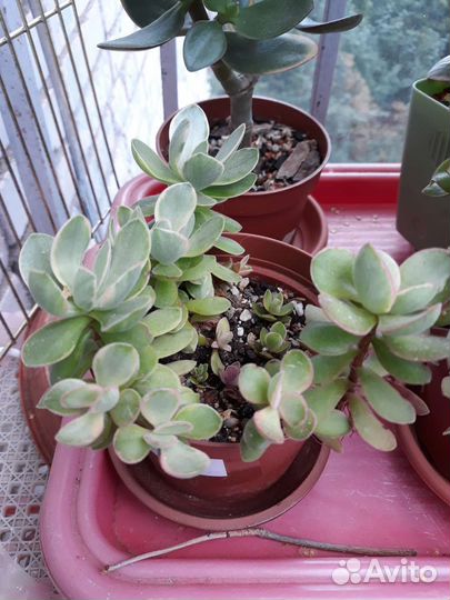 Крассула минор, плауновидная