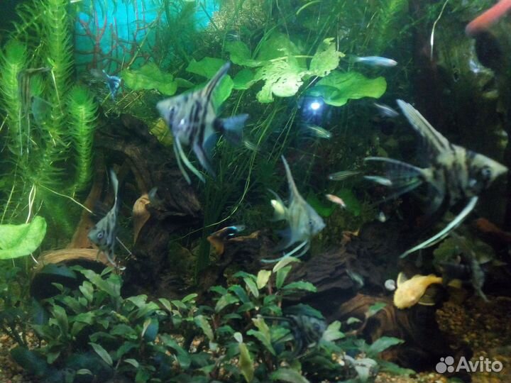 Мальки скалярий