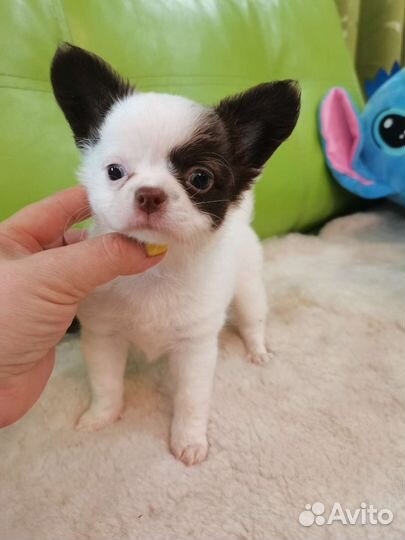 Чихуахуа щенки с документами