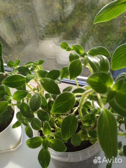 Домашние цветы