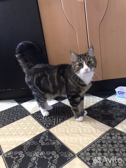 Двор-терьер