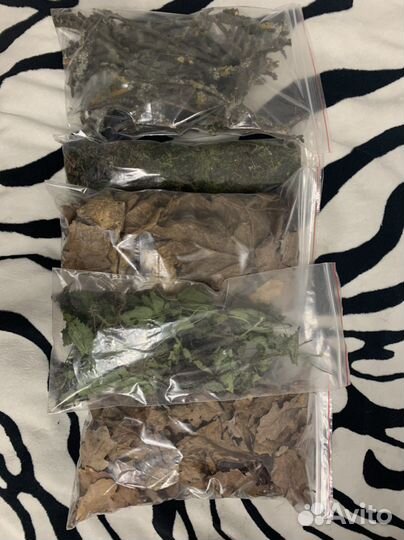 Опад листьев, лесной мох, палочки с лишайником