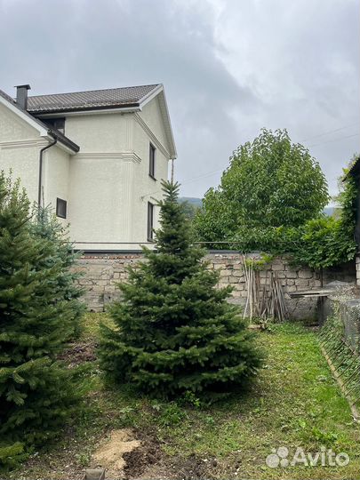 Ель голубая