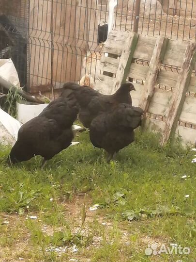 Куры молодки