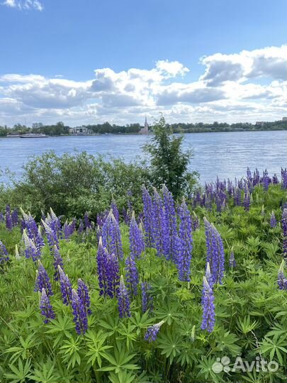 Пикник на берегу Невы