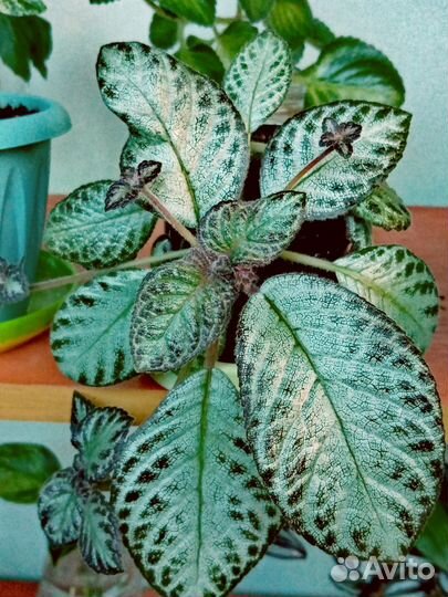 Эписции 4-х сортов